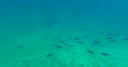 Small Fishes in the Sea