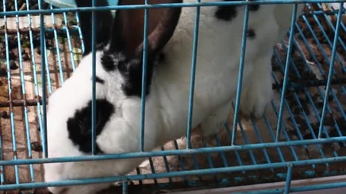 Rabbit in Cage Close Up
