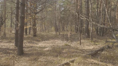 Walking In Autumn Forest