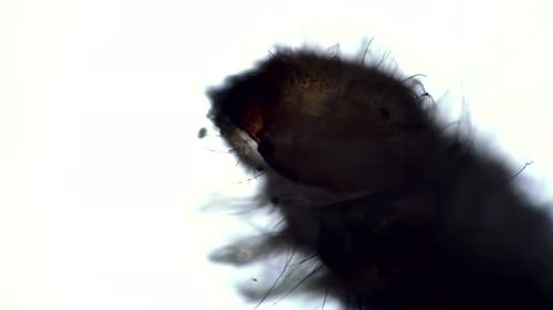 Große Larve ein Hausschädling Der Drogeriekäfer infiziert Lebensmittel