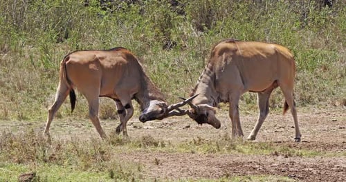 Cape Eland, taurotragus oryx, Males Fighting, Nairobi Park in Kenya, Masai Mara Park in Kenya