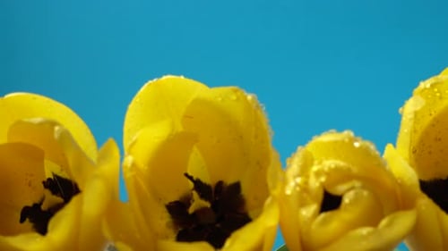 Bright Yellow Tulips With Water Droplets, Close Up