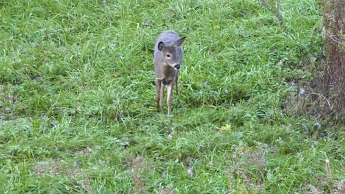 Whitetail doe walking in field slow motion
