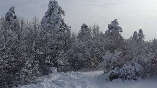Snowed forest scene before sunset 4K drone video