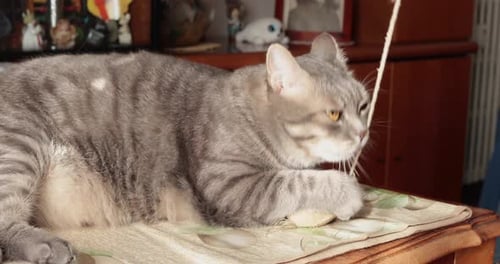 Playful Tabby Cat Batting Toy Mouse Indoors