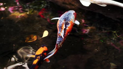 Bunte Vielfalt an dekorativen Koi-Karpfen in einem Teich
