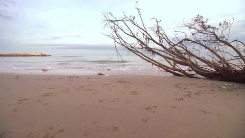 Beautiful Shore of the Beach with a Trunk Brought Up from the Sea