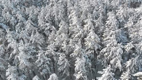 Flying Over the Snowy Tops of Trees of a Winter Pine Forest on a Sunny Day
