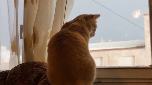 Red Cat est assis sur le dossier d'une chaise et regarde par la fenêtre