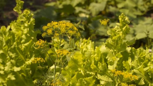 Culinary dill growing on garden bed in garden