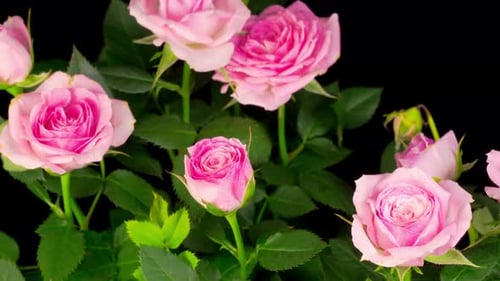 Blooming Pink Roses Against Black Background
