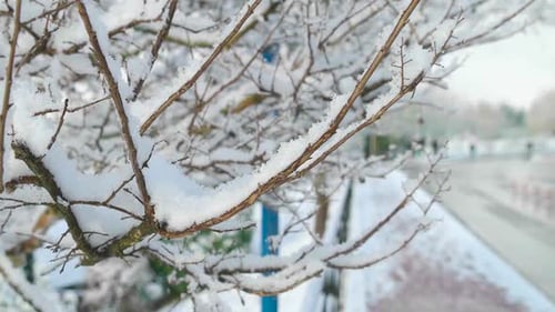 Schneebedeckter Baum