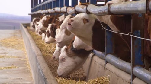 Bulk calves consuming calf feed and grass in a fattening farm.