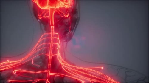 3D Animation of Human Brain and Nervous System with Glowing Red Impulses