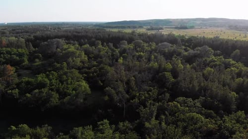 Aerial View on Pine Forest. Wood Park with Green Trees. View From Above