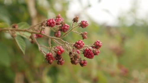 Mûres et ronces européennes biologiques 4K 2160p 30 images par seconde, images par seconde, vidéo UltraHD - Champs de Rubus sains