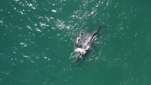 Vista aérea de ballenas jorobadas.