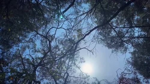 Sunlight shining through green leaves of tree waving in wind.