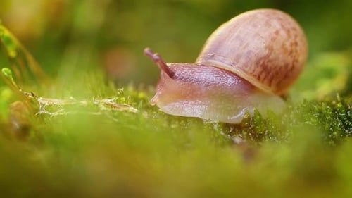 Nahaufnahme einer Schnecke, die langsam im Sonnenlicht des Sonnenuntergangs kriecht
