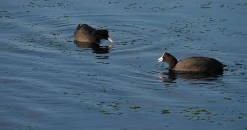 Eurasian coot, Fulica atra, Occitanie, France