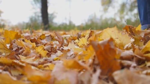 Close Up of Male Foot Stepping on Colorful Fallen Foliage in Forest