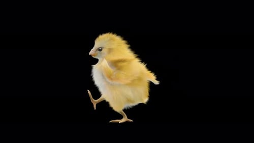 Baby-Küken tanzen 4K