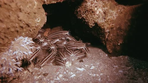 Tropical Schooling Catfish