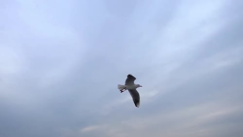 Seagulls Flying In The Gray Clean Sky. Close Up Flock Of Birds Flies Slow Motion. 2