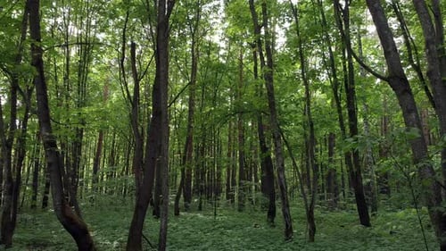Inside The Forest Among The Trees