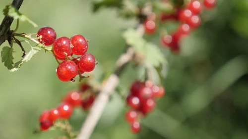 Gesunde Frucht Ribes Rubrum Pflanze natürliche flache DOF 4K 2160p 30fps UltraHD-Aufnahmen - Kleine rote
