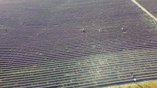 Lavender Scented Fields in Endless Rows with Blooming Flowers Aerial View Drone Purple Field Against
