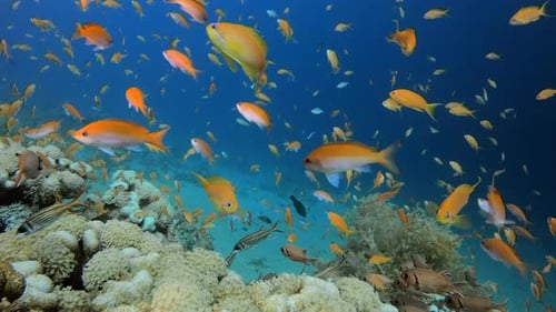 Underwater Tropical Blue Sea