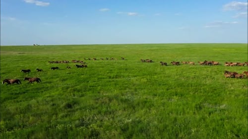 Des chevaux sauvages qui courent des Mustangs sauvages courent sur la magnifique poussière d'herbe verte sous les sabots