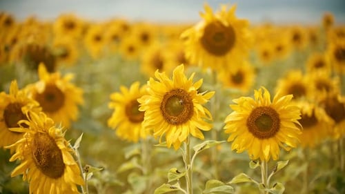 A Bright Yellow Field of Sunflowers - Two Bees Sitting on the Flower and Collecting the Pollen