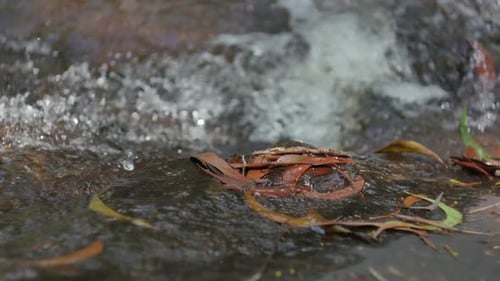 Stream And Leave