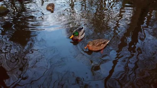 Wild ducks in the autumn pond.