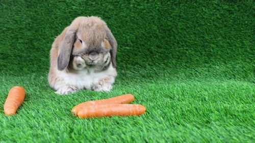 Brown Rabbit Grooming on Green Grass with Carrots