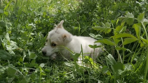 Playful little dog in the garden close-up 4K 2160p 30fps UltraHD footage - young white domestic pup