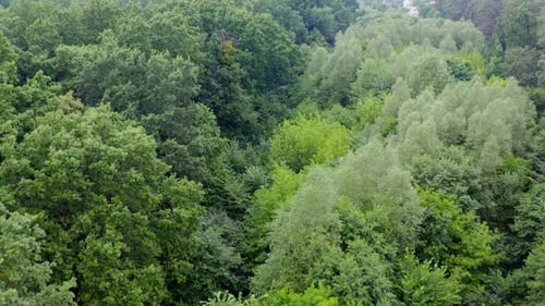Forêt verte claire d'arbres mixtes