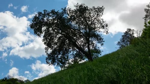 Lone Tree on Grassy Hillside With Sky