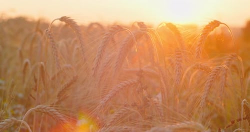 Wheat Field Ears of Wheat Swaying in Slow Motion Gentle Wind Closeup