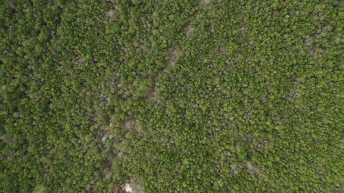 LUFTAUFNAHME: DRAUFSICHT AUF WILDE NATÜRLICHE KIEFERN IM WALD