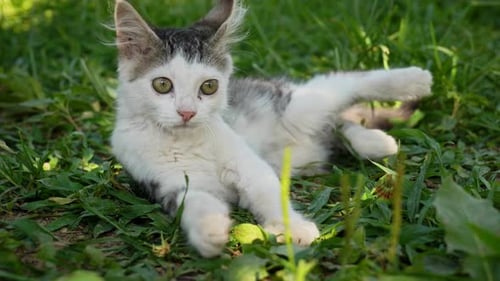 Katze (4K)