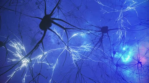 Animation of the Activity of Neurons and Synapses