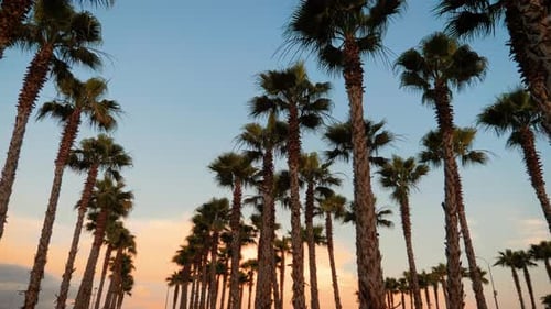 California Palm Trees in Street. Travel, Summer, Vacation and Tropical Beach Concept.