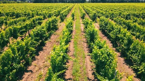 Vuelo aéreo sobre verdes viñedos en Ucrania