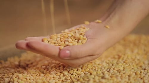 Guisantes partidos secos cayendo en la mano, producto alimenticio de alta calidad, agricultura orgánica