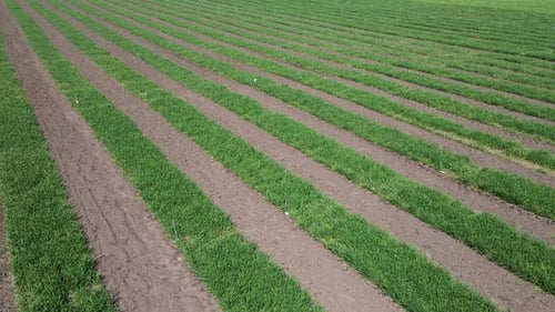 Aerial View of Striped Field with Early Wheat Rye Millet or Corn