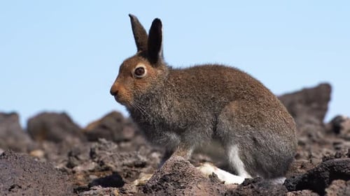 Brown Hare Resting on Rocky Ground