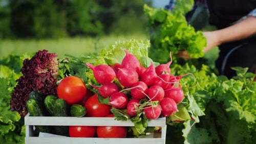 Work in the Garden Collects Fresh Vegetables. Organic Farm Products